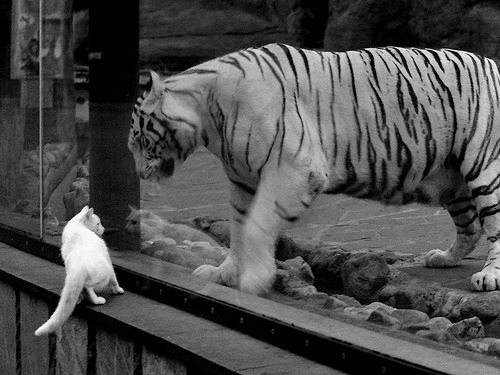 九游电脑版-国际体操公开赛中国选手表现优异，收获多奖牌，国际体操协会官网