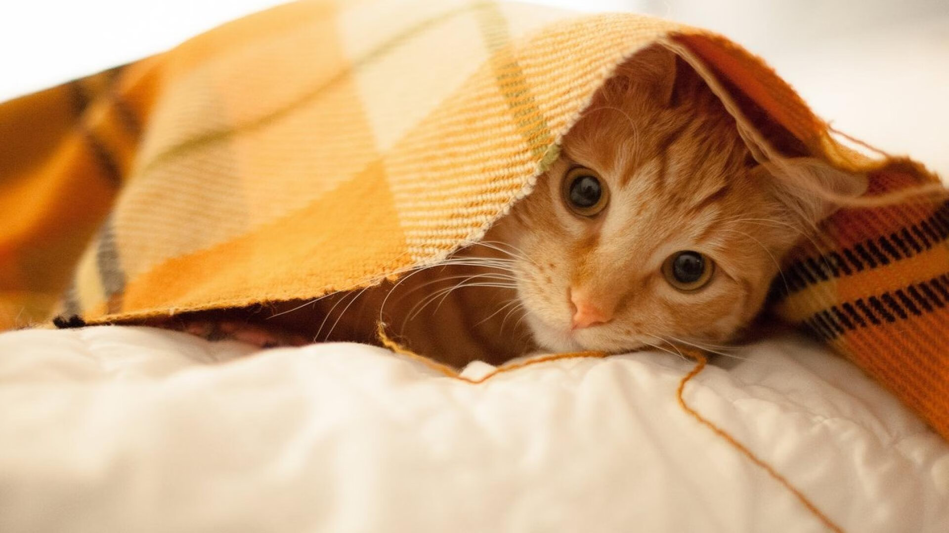 JiuyouAPP下载-未来联盟：全球化趋势带来的新机遇和挑战，论未来的联合体