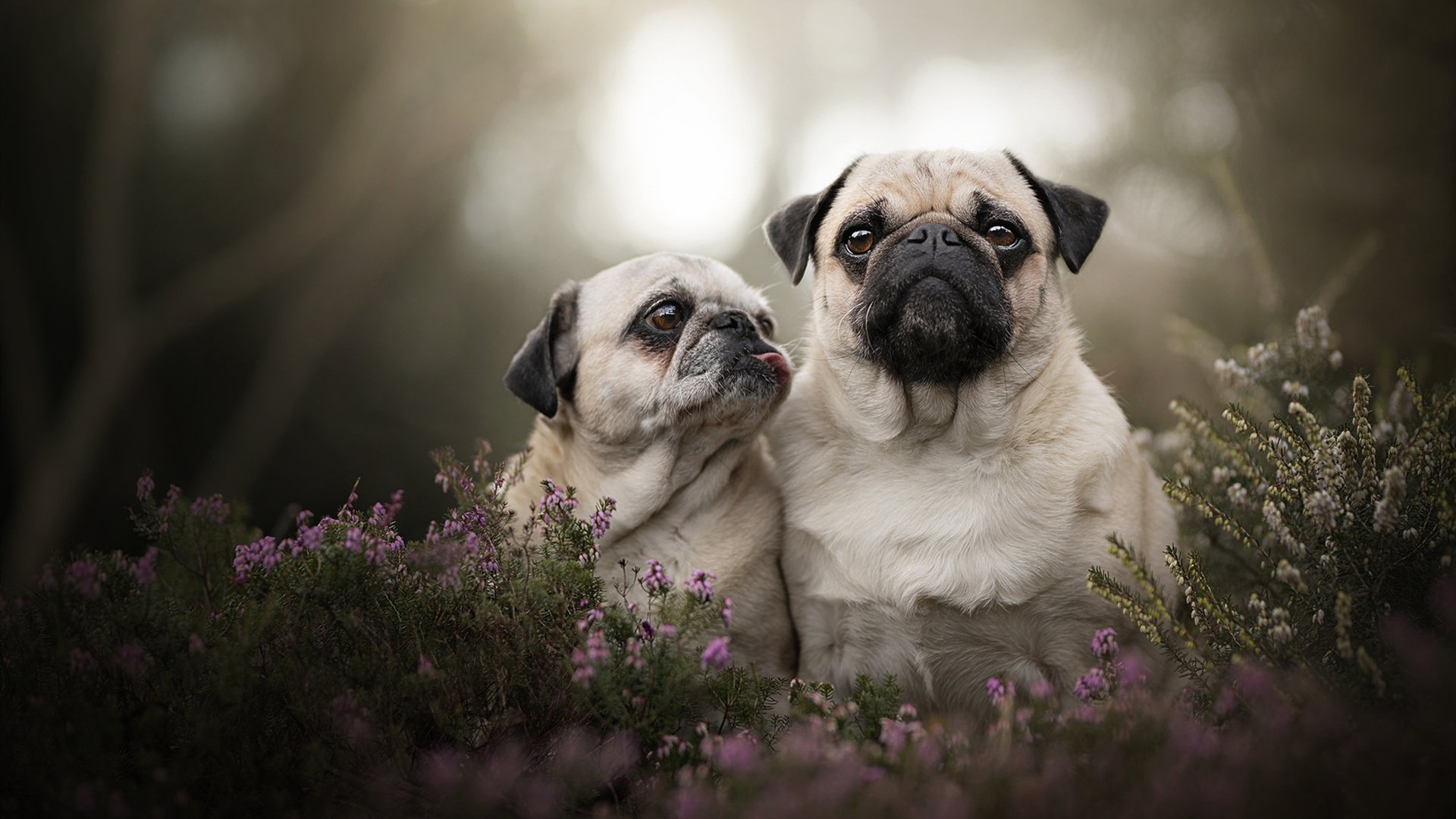 -FaZe Clan评估LOL战队商业可行性，lol战队fw