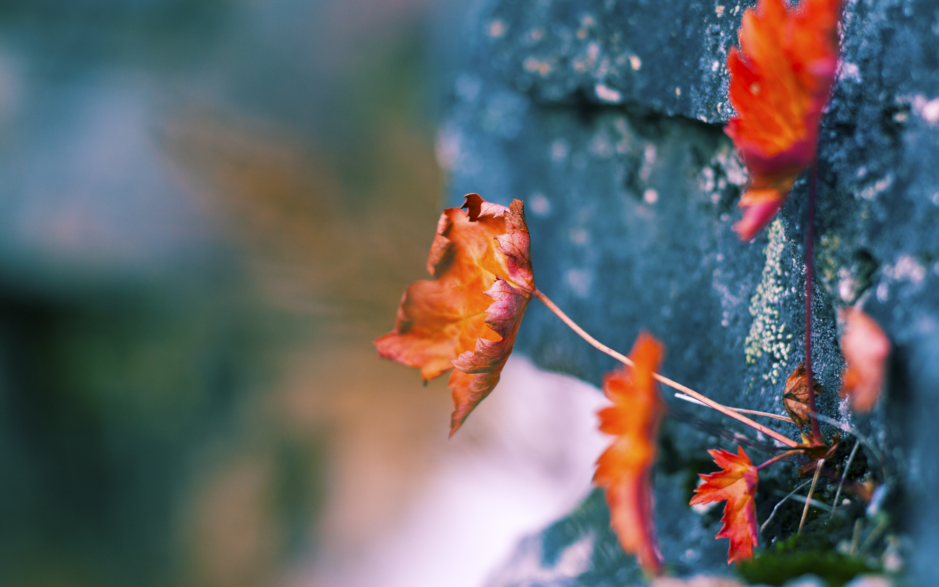 九游下载安装-中国篮球教练员国际交流，中国篮球教练组