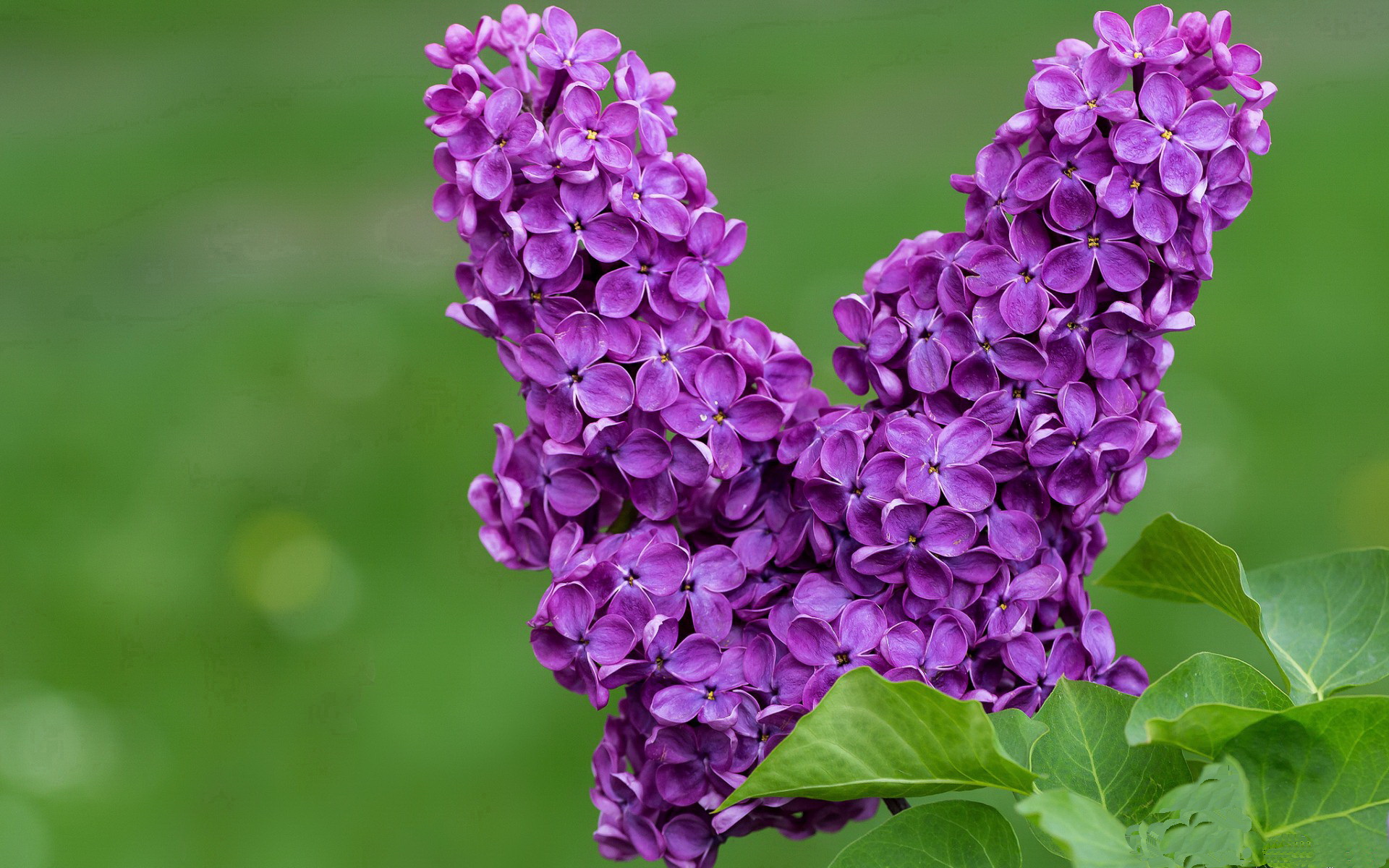 九游-利兹联主场大败,遭遇两连败,球队士气下滑,利兹联强吗