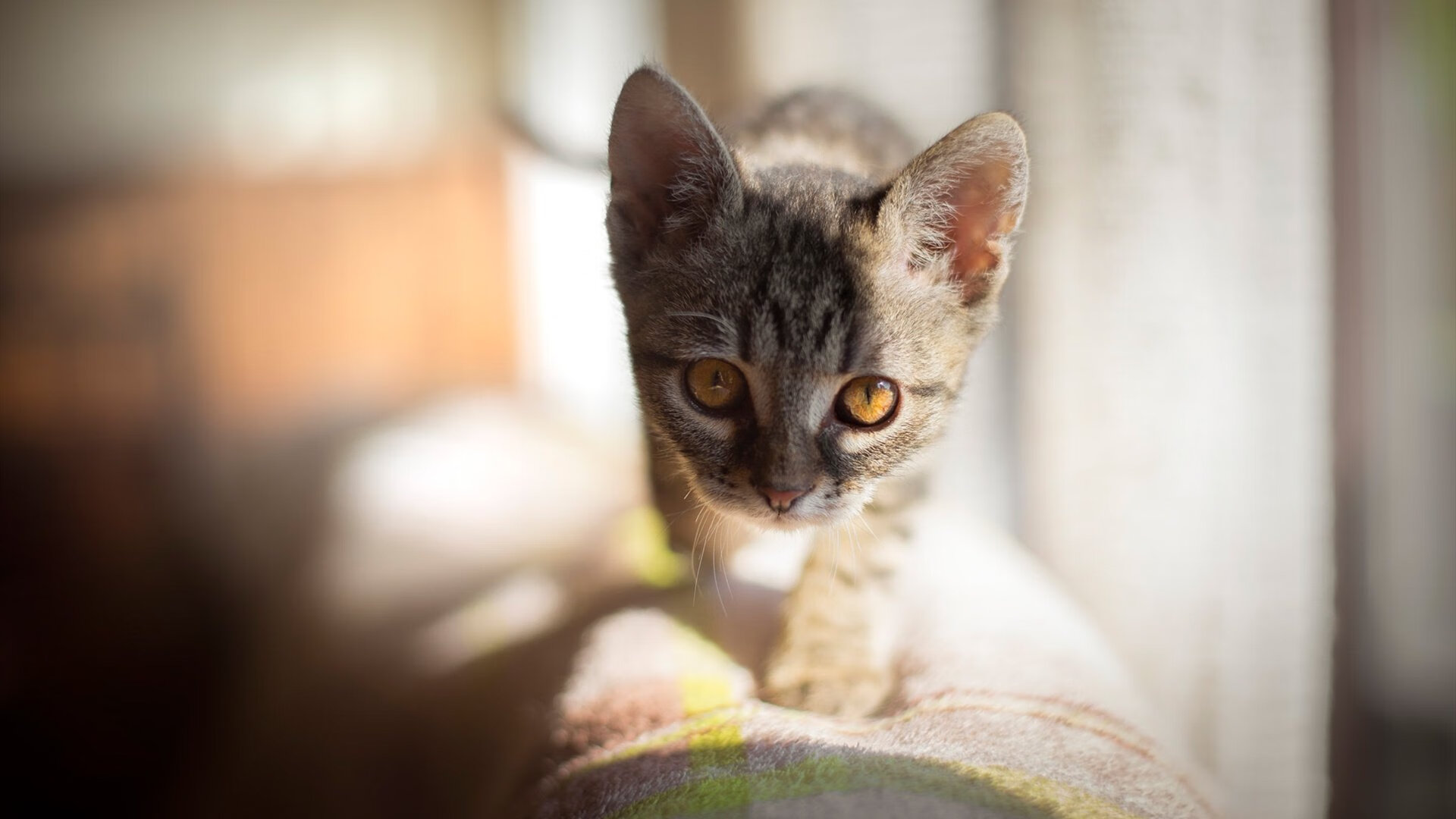 九游jiuyou-勒沃库森队员战术执行力强，勒沃库森引援