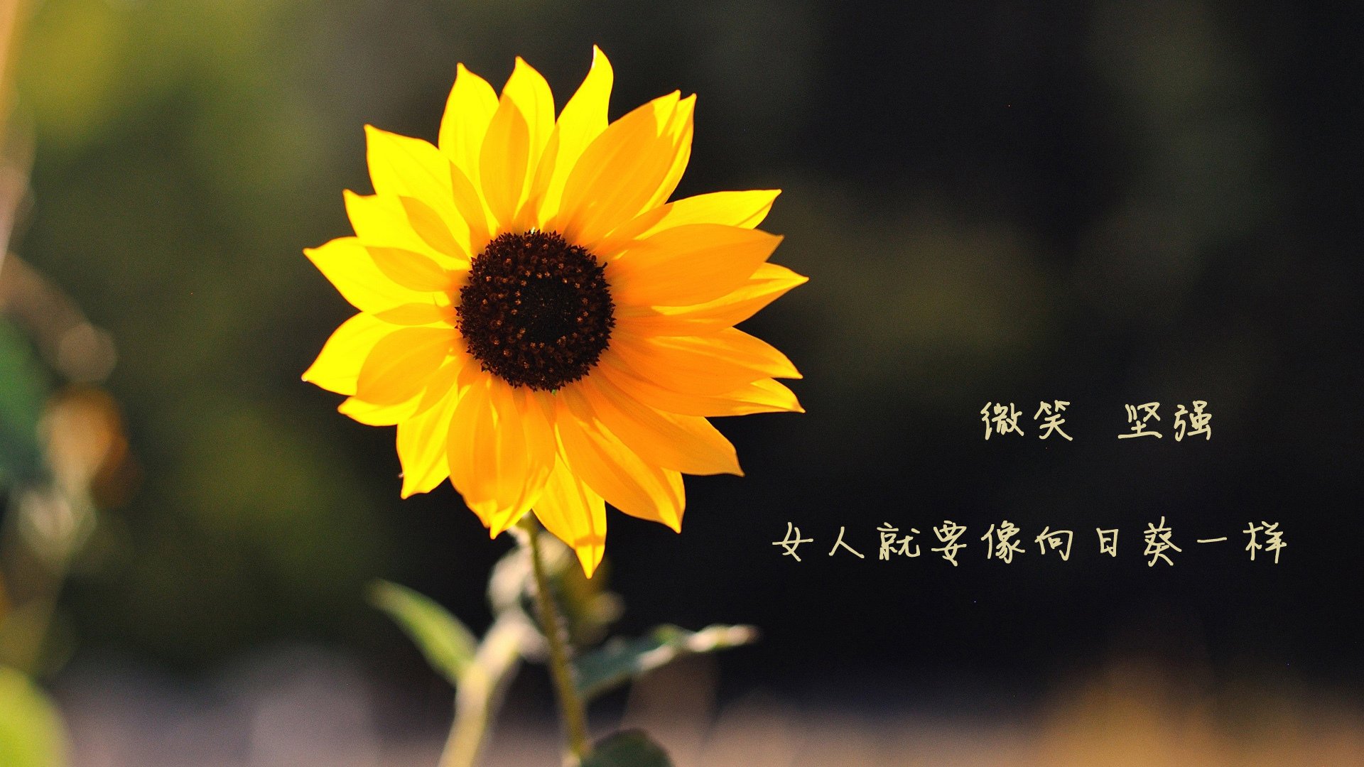 Jiu You-堡垒之夜VR玩家社区快速增长,堡垒之夜vr玩家社区快速增长攻略