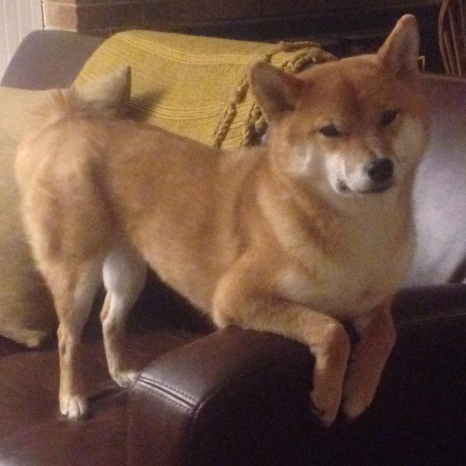 九游娱乐官网 (JIUYOU)-墨尔本联攻防转换效率提升,墨尔本城对墨尔本胜利预测