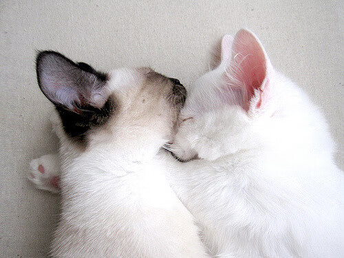 九游9游-摩托GP选手法比奥·夸塔拉罗赢得2024年世界冠军，法比奥 夸塔拉罗