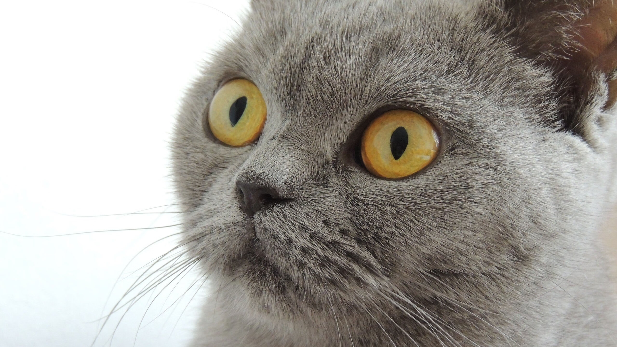 九游娱乐官网 (jiuyou)-球员们如何尽力为球队在比赛中取得胜利？，球员们如何尽力为球队在比赛中取得胜利英语