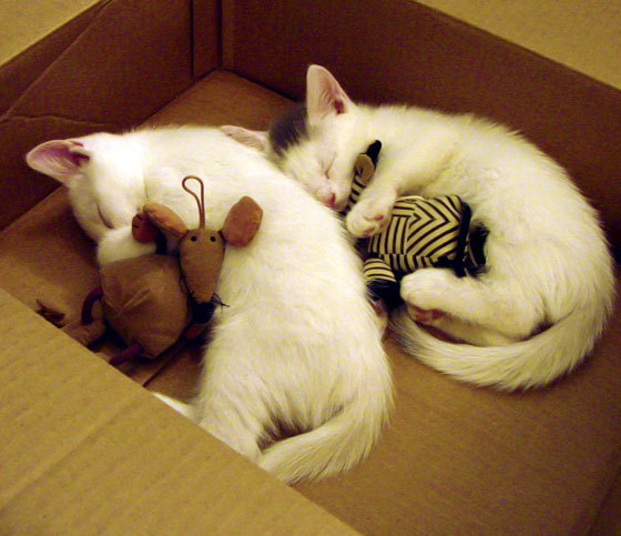 九游娱乐(jiuyou)官方网站-阿根廷女足遭遇淘汰，小组赛止步，阿根廷女足遭遇淘汰,小组赛止步了吗