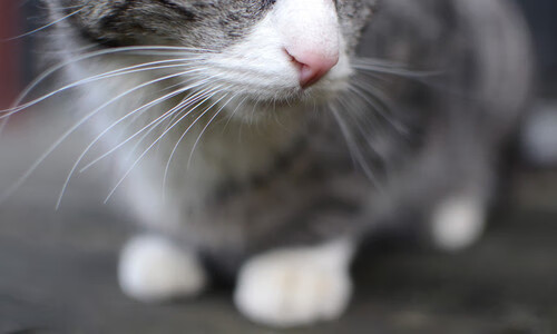 Jiuyou-青少年足球训练营：为青少年提供专业的足球训练，提高其技术水平。