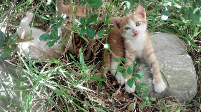 Jiuyou-青少年足球训练营:为青少年提供专业的足球训练,提高其技术水平。