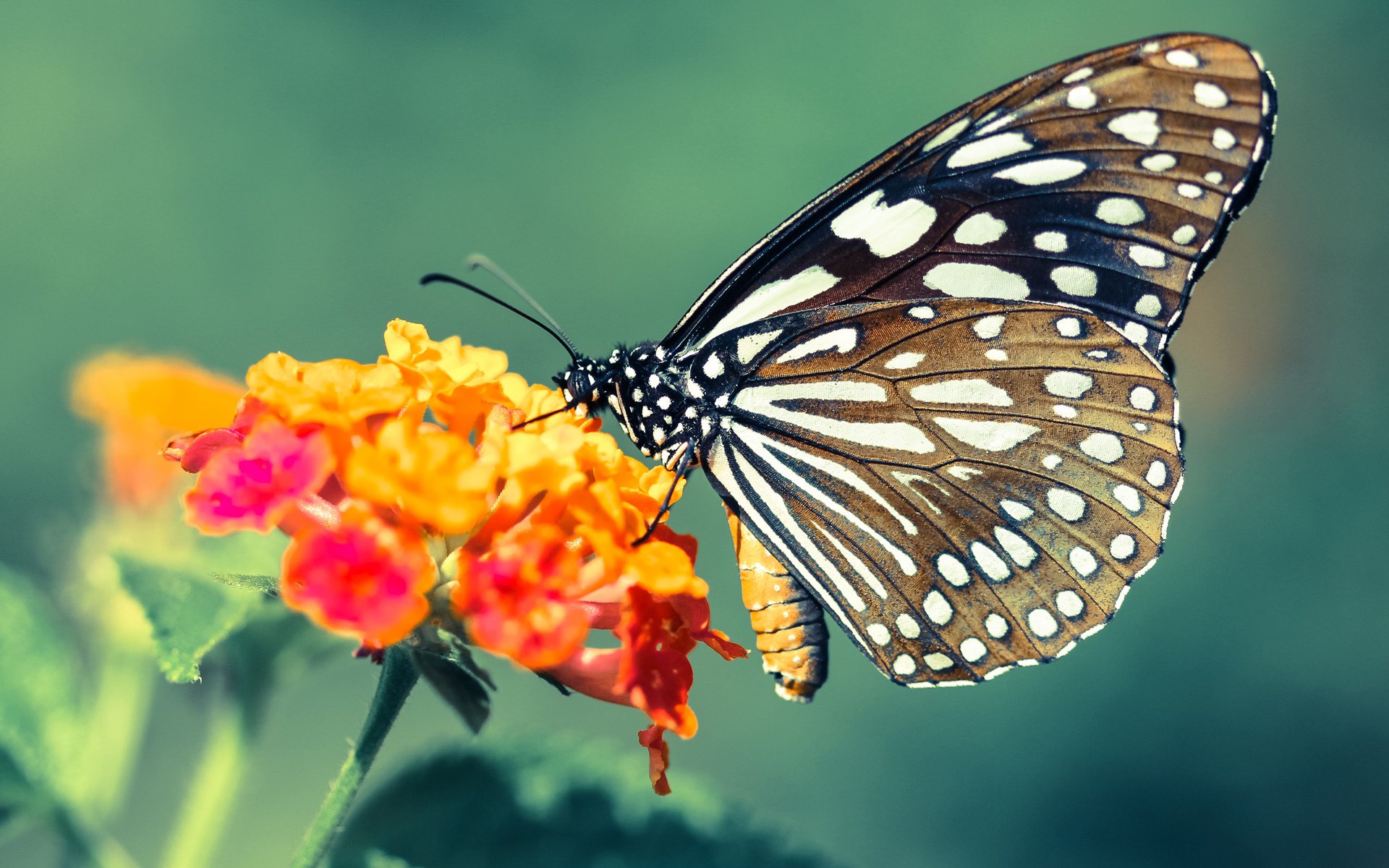 九游娱乐官网 (JIUYOU)-“亚戈·卡尔曼的球场影响力，阿根廷美洲狮队的新星未来无限”