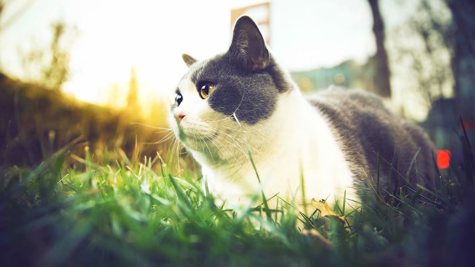 九游-朱婷带伤完成比赛女排世界杯,朱婷横空出世影响女排