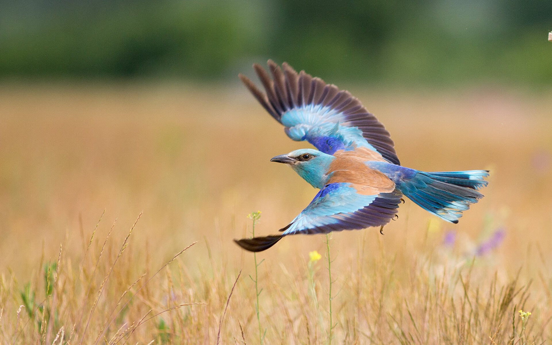 九游（jiuyou.com）游戏-法甲未来领军：新秀崭露头角，未来可期！，法甲首秀