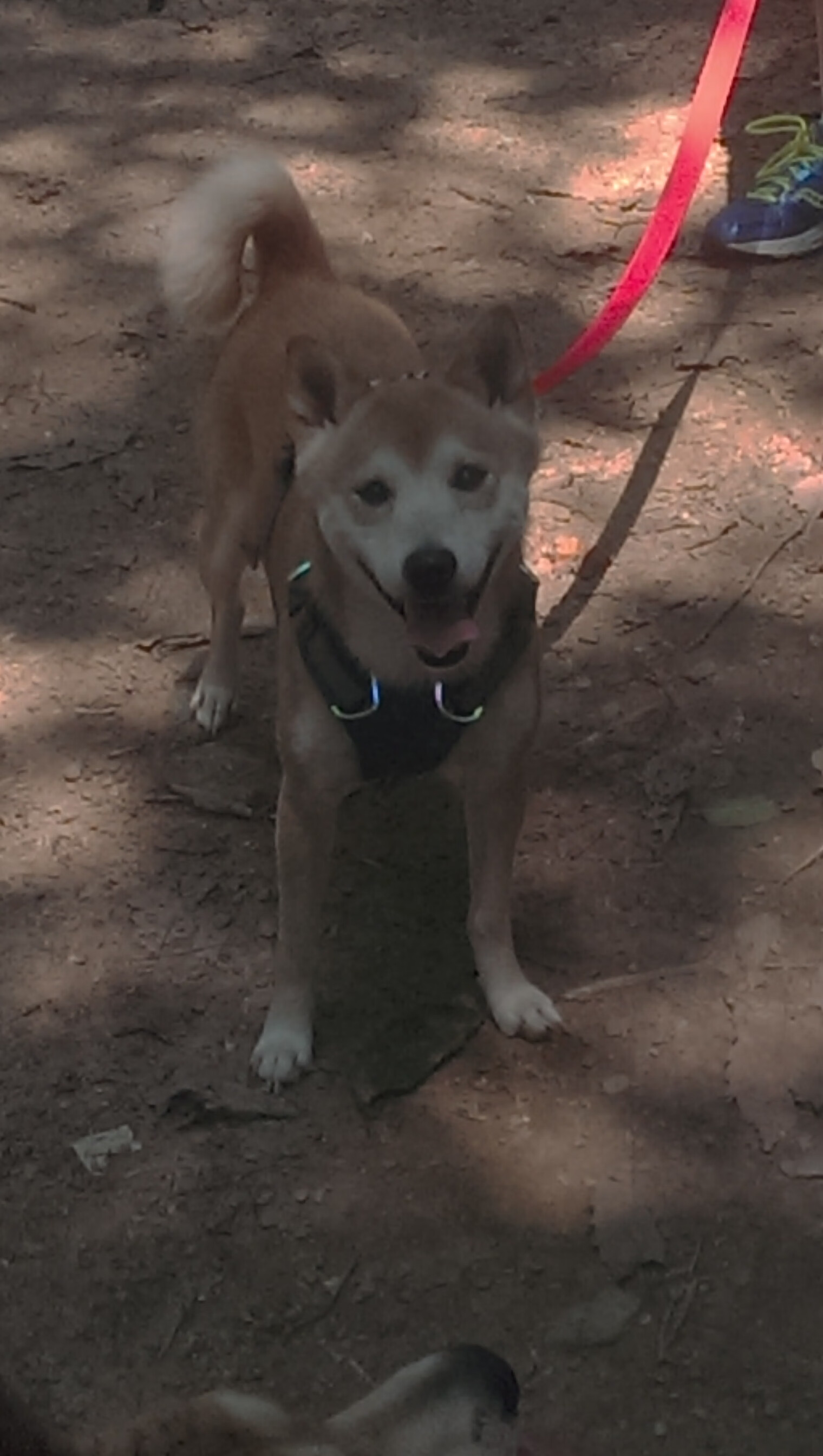 九游网-绿色低碳足球装备在青少年中推广,倡导环保运动理念,绿色低碳主题的宣传标语